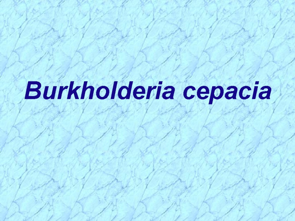 Burkholderia cepacia